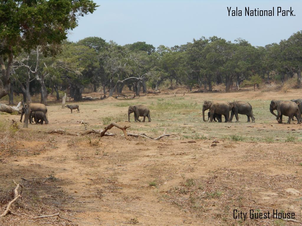 The Yala City Guest House ティッサマハーラーマ エクステリア 写真