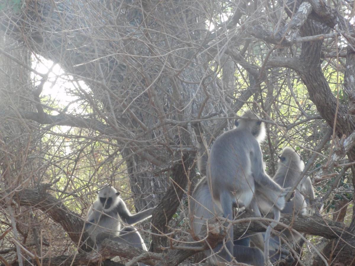 The Yala City Guest House ティッサマハーラーマ エクステリア 写真